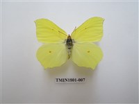 藏品(粉蝶科)的圖片
